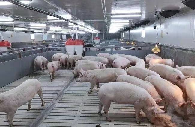 kasus perusahaan terbaru tentang 3000 peternakan babi penggemukan di Rusia