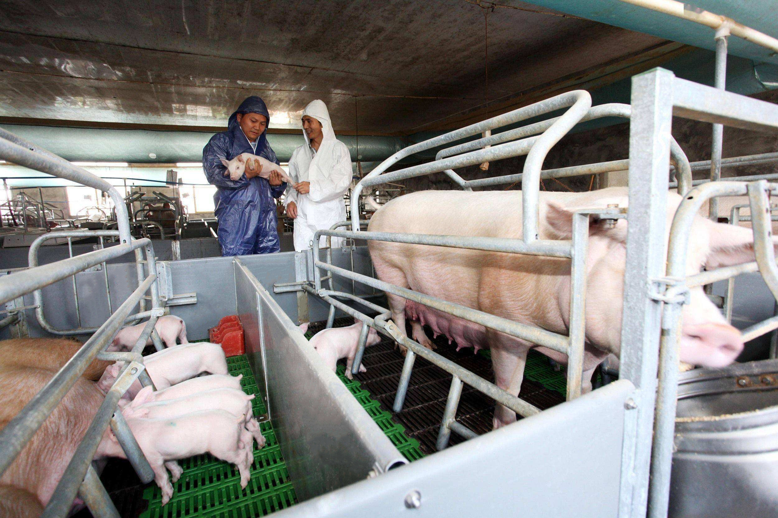 kasus perusahaan terbaru tentang 1000 menabur peternakan di Cina