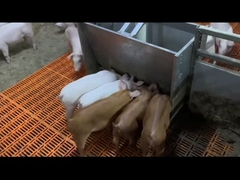 Menyapih Peralatan Makan Ternak Babi Stainless Steel Hog Feeders