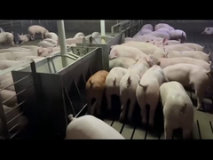 Peternakan Stainless Steel Auto Feeder Untuk Babi Babi Anti Karat