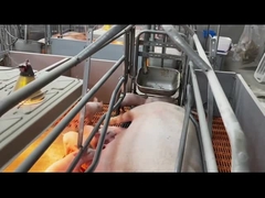 Hot Dip Galvanized Steel Swine Farrowing Crates Kandang Peternakan Babi